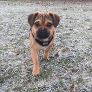 Blanding af racer Bulf