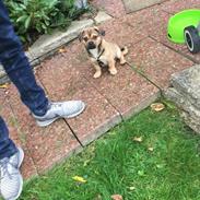 Blanding af racer Bulf