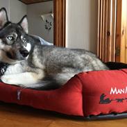 Siberian husky Bonzo