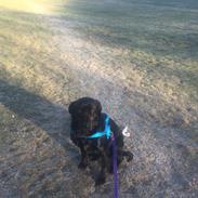 Blanding af racer Sif