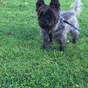 Cairn terrier Buster