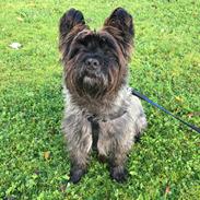 Cairn terrier Buster