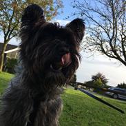 Cairn terrier Buster