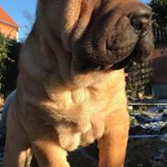 Shar pei Ingolf