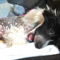 Chinese crested hårløs Jax