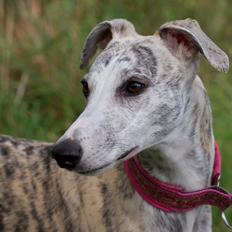 Whippet Cala