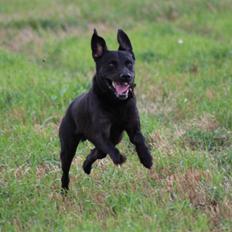 Labrador retriever Zorba IV 