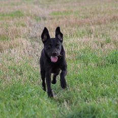 Labrador retriever Zorba IV 