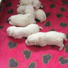 West highland white terrier La Grys New hope (Elia)