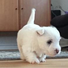 West highland white terrier La Grys New hope (Elia)