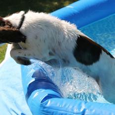 Field Trial Springer Spaniel Kisy