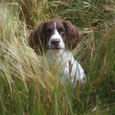 Field Trial Springer Spaniel Kisy