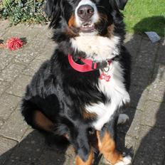 Berner sennenhund lillefix