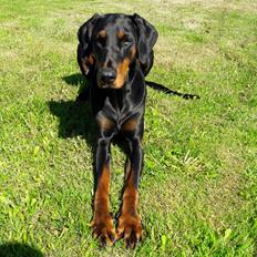 Dobermann Raphaels Kahla-Sheena (Sheena)