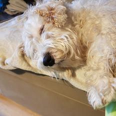 Sealyham terrier Emun