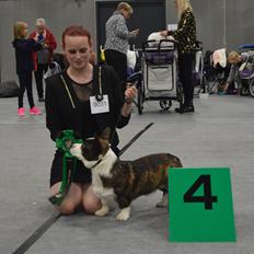 Welsh corgi cardigan Charles