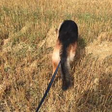 Schæferhund Egåens Darko