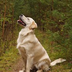 Golden retriever Dakota