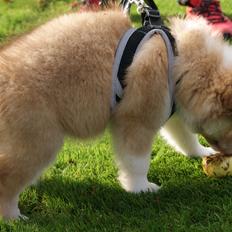 Islandsk fårehund Asti-Una's Stjarni Óskabein aka Ollie