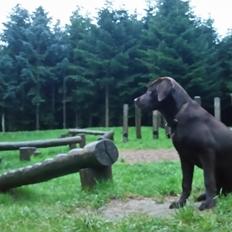 Labrador retriever Ziva