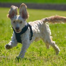 Blanding af racer Perseus