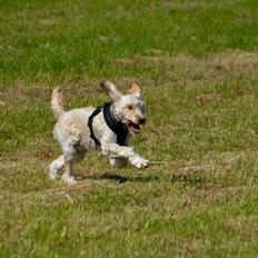 Blanding af racer Perseus