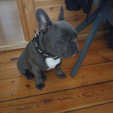 Fransk bulldog Kurt