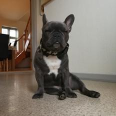 Fransk bulldog Kurt