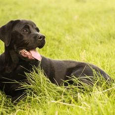 Blanding af racer Gaston *Himmelhund*