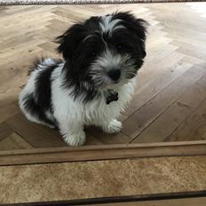 Bichon havanais Frank