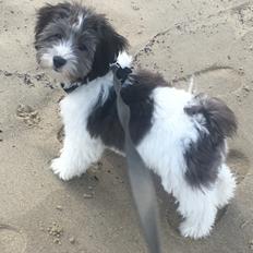 Bichon havanais Frank