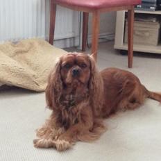 Cavalier king charles spaniel Rex - himmelhund den 12.juni 2023