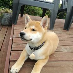 Shiba Jake