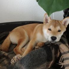 Shiba Jake