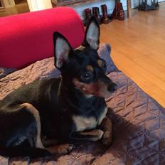 Russisk toy terrier Ida