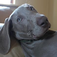 Weimaraner Hot Shoot´s Prida (Frida) HD A