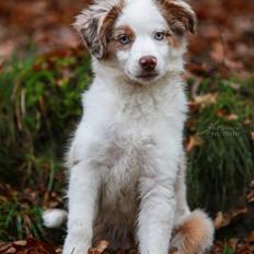 Miniature American Shepherd LilSunKiss Queen Bee - Jitsu