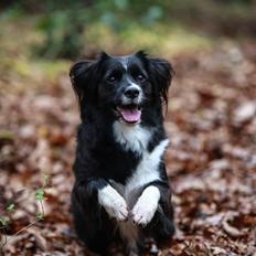 Blanding af racer Superhunden Molly