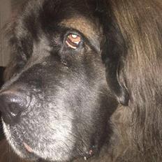 Blanding af racer Bent 