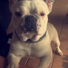 Fransk bulldog Angelique la petit souris -pølse