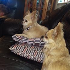 Chihuahua topper