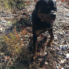 Rottweiler Rocky