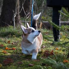 Welsh corgi pembroke Zeus