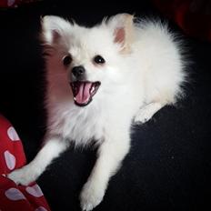 Pomeranian Alba