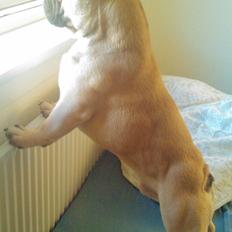 Fransk bulldog Mickey