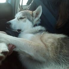 Siberian husky Svartedalens Husky Tyrion