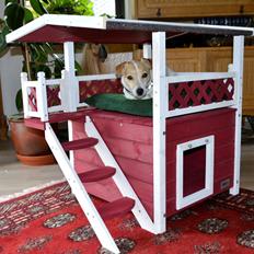 Jack russell terrier majse