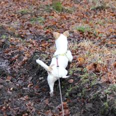 Jack russell terrier majse