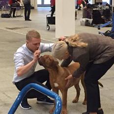 Dogue de bordeaux Homer