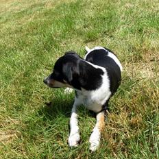 Dansk svensk gaardhund Alfa (Tilbydes til parring)